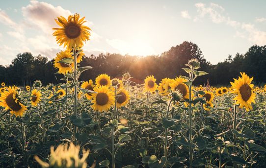 Semester och sociala medier