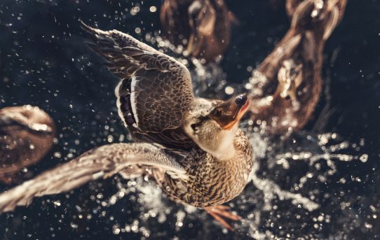 Napoleonviken Napoleonviken